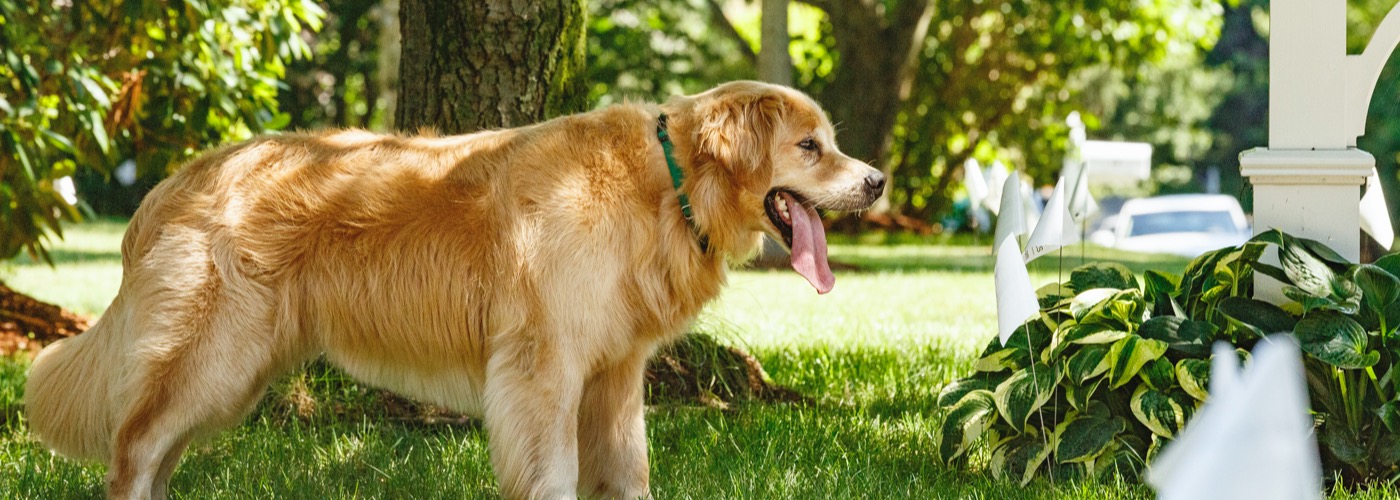 DogWatch Hidden Fence of Utah, Heber, Utah | Outdoor Hidden Dog Fences Slider Image